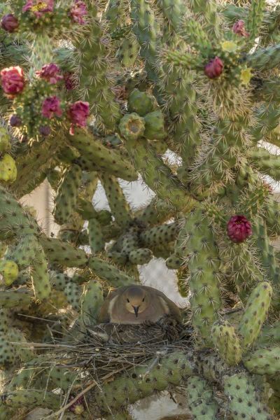 AZ, Sonoran Desert Mourning dove with chick